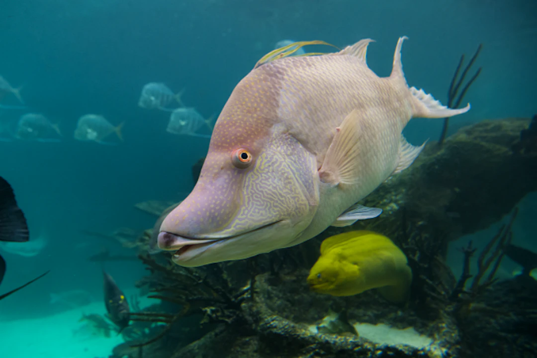 New York Aquarium Ticket Ticket